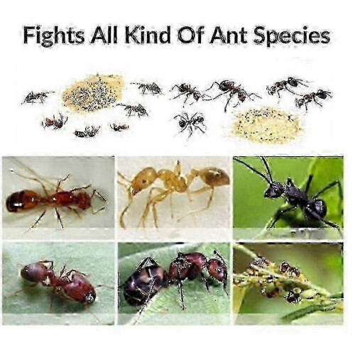 (10PCS)Cockroach Killing Bait Insect Eradication Powder Ant/cockroach Attractant Insecticide 2