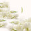 Maofeng Jasmin-Grüner Tee 95 g / 3,4 oz Loseblatttee 6