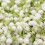 Maofeng Jasmin-Grüner Tee 95 g / 3,4 oz Loseblatttee 4