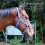 Versatile 9.8ft Blue Grey Horse Rope for Pets with Secure Alloy Hook 3