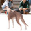 Portable Greyhound Figure - Durable Pet Model for Sensory Training 15