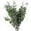 Leaf Pack of 6 x 100cm Artificial Eucalyptus Foliage 1