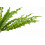 Leaf 12 x 40cm Artificial Crocodile Fern Plant 7