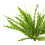 Leaf 12 x 40cm Artificial Crocodile Fern Plant 3