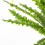 Leaf 12 x 40cm Artificial Crocodile Fern Plant 2