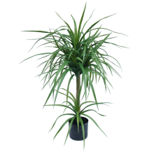 90cm Double Dracaena Plant
