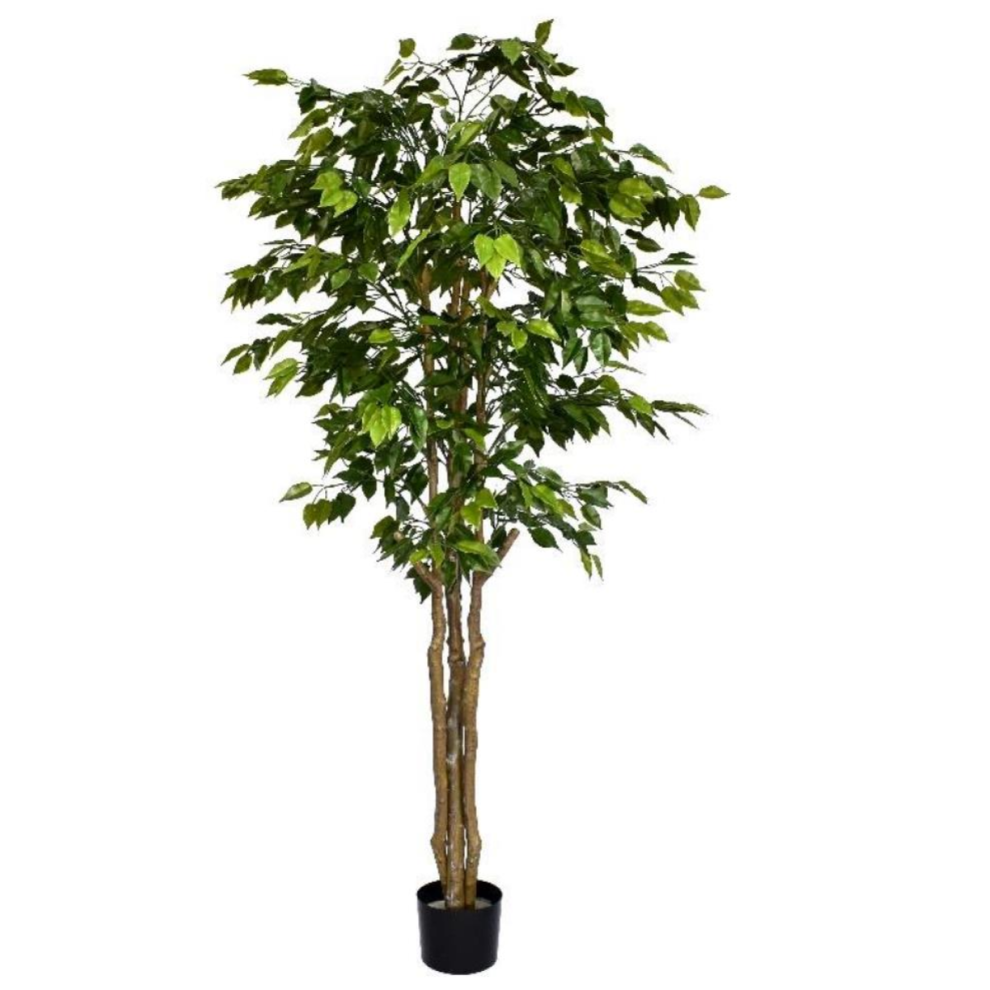 180cm Fire Retardant Deluxe Retusa Ficus Tree With 1134 Leaves-image-OPC-PJKP2QC-NEW