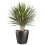Leaf 75cm Artificial Dracaena Plant 1