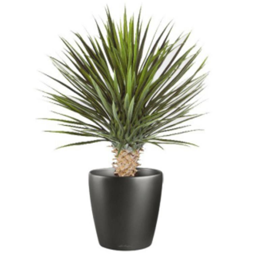 Leaf 75cm Artificial Dracaena Plant
