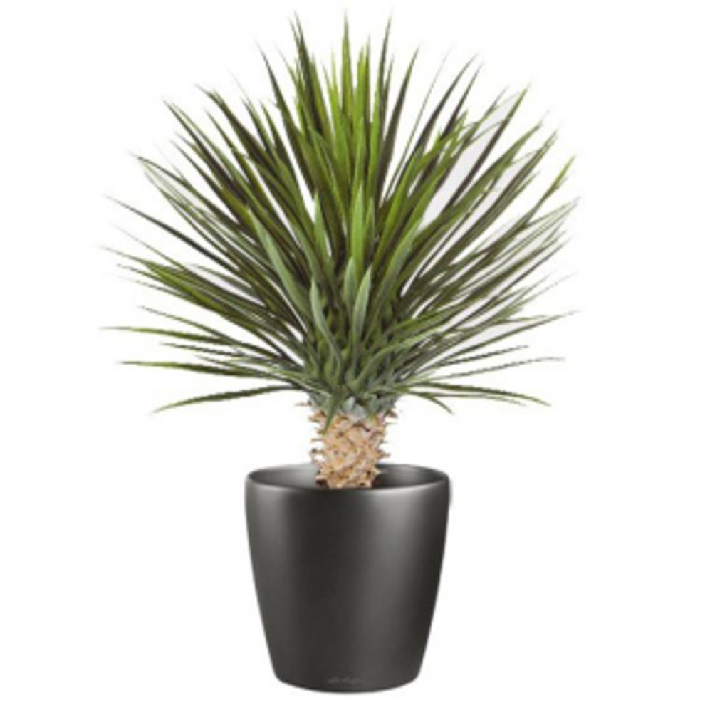 Leaf 75Cm Artificial Dracaena Plant