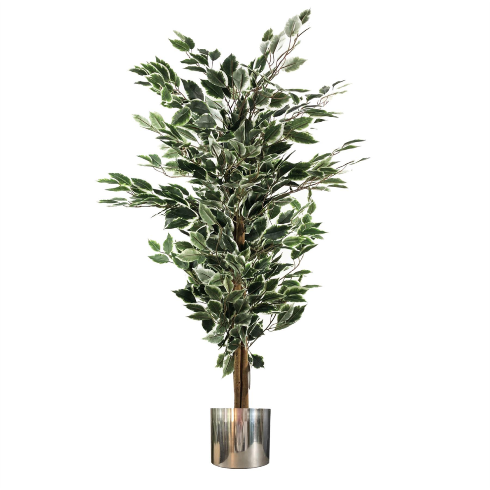Leaf 130Cm Variegated White/Green Bushy Ficus Tree Silver Metal Planter