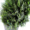 Leaf 180cm Fire Retardant Ruscus Tree With 4173 Leaves 2