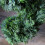 Leaf 180cm Fire Retardant Ruscus Tree With 4173 Leaves 4
