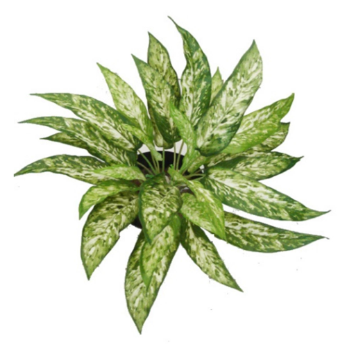 Leaf 45cm Fire Retardant Artificial Aglaonema Bush