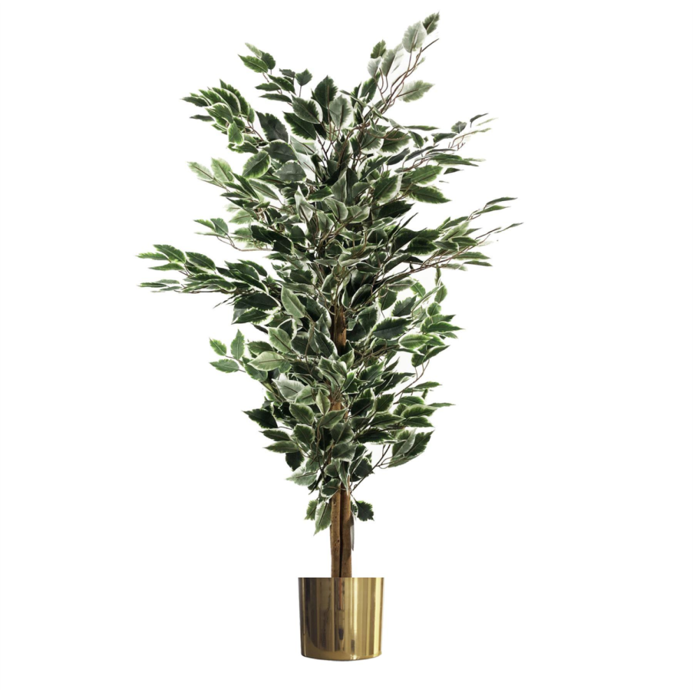 Leaf 130Cm Variegated White/Green Bushy Ficus Tree Gold Metal Planter