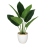 Leaf 45cm Artificial Aureum Plant 1