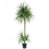 Leaf 180cm Dracaena Realistic Artificial Tree 1