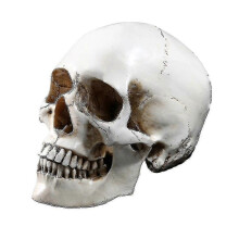 (1840)Replica del modello di cranio umano a grandezza naturale 1:1 in resina, tracciato anatomico medico,