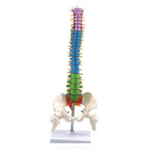 (1868)45 cm con anatomia umana pelvica, modello della colonna vertebrale, risorse didattiche per studenti