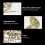 4 Key Double Row French Horn Standard Four-button 4