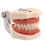 (28pcs Teeth294)Standard  Gum Teeth Teaching Model Demonstration 3