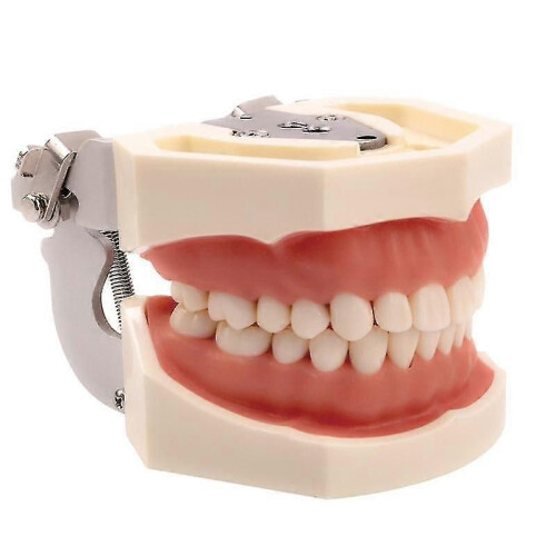 (28pcs Teeth294)Standard  Gum Teeth Teaching Model Demonstration 2