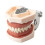 (28pcs Teeth294)Standard  Gum Teeth Teaching Model Demonstration 2