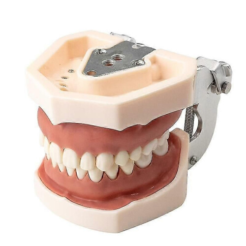 (28pcs Teeth294)Standard  Gum Teeth Teaching Model Demonstration 1