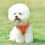 (L-black1417) Puppy Cat Walking Line Leash 3