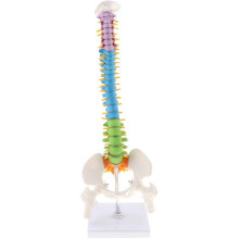 (131013)Modello scientifico super flessibile della colonna vertebrale umana, materiale didattico anatomico,