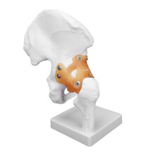 Modèle d'os de la hanche en PVC, 26x12x12cm, réaliste