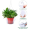 15 peças coletor de água para plantas penduradas - plástico transparente de 8 polegadas 4
