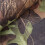 Waterproof Army Camo Tent Tarp Sheet Canopy Awning 8