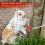 50 Stück Nippel Feeder Bunny Wassertrinker 5