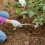 Εργαλείο χειροκίνητου βοτανίσματος 5 Teeths Hand Weeder Puller Rooting Weeder Tool 2