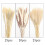 70 τμχ Φυσικό ντεκόρ Pampas Grass Decor, 17 ιντσών Dried Pampas Grass Decor 5