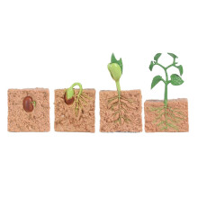 Green Bean Plant Growth Model Kit for Kids, Plastic, Sizes Vary
