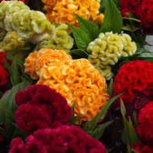 Cockscomb Semi Misti Celosia Argentea Cristata - Vibrant Red Flowering Plant, Annual Garden Bedding, 12-18 Inch Height