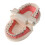 Dental Teeth Malocclusion Orthodontic Model With Full Metal Brackets Hoops Dentist Teaching 3