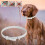 Non-Toxic Adjustable Pet Collar with Long-Lasting Flea Prevention 15