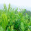 80 g Pu'er-Tee Alter Baum Dose Gealtertes Aroma 7