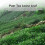 80 g Pu'er-Tee Alter Baum Dose Gealtertes Aroma 3