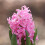 (3 Bulbs) HYACINTH PINK PEARL. Specially Prepared bulbs. 3