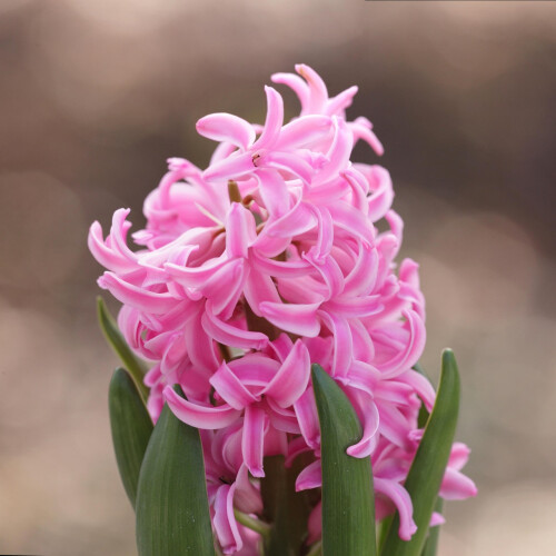 (3 Bulbs) HYACINTH PINK PEARL. Specially Prepared bulbs. 2