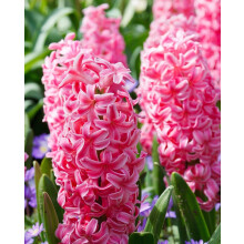 (3 Bulbs) HYACINTH PINK PEARL. Specially Prepared bulbs.