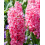 (3 Bulbs) HYACINTH PINK PEARL. Specially Prepared bulbs. 1