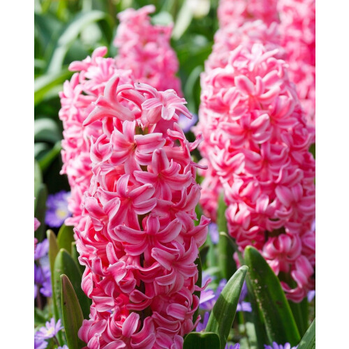 (3 Bulbs) HYACINTH PINK PEARL. Specially Prepared bulbs.