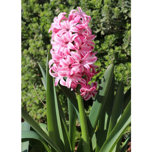(3 Bulbs) HYACINTH PINK PEARL. Specially Prepared bulbs. 1