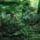 Rainforest Poster 91x50cm: Self-Adhesive Sticker for Reptile Boxes 5