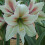 Amaryllis Magic Green. Huge 42-44cm Bulbs. 2